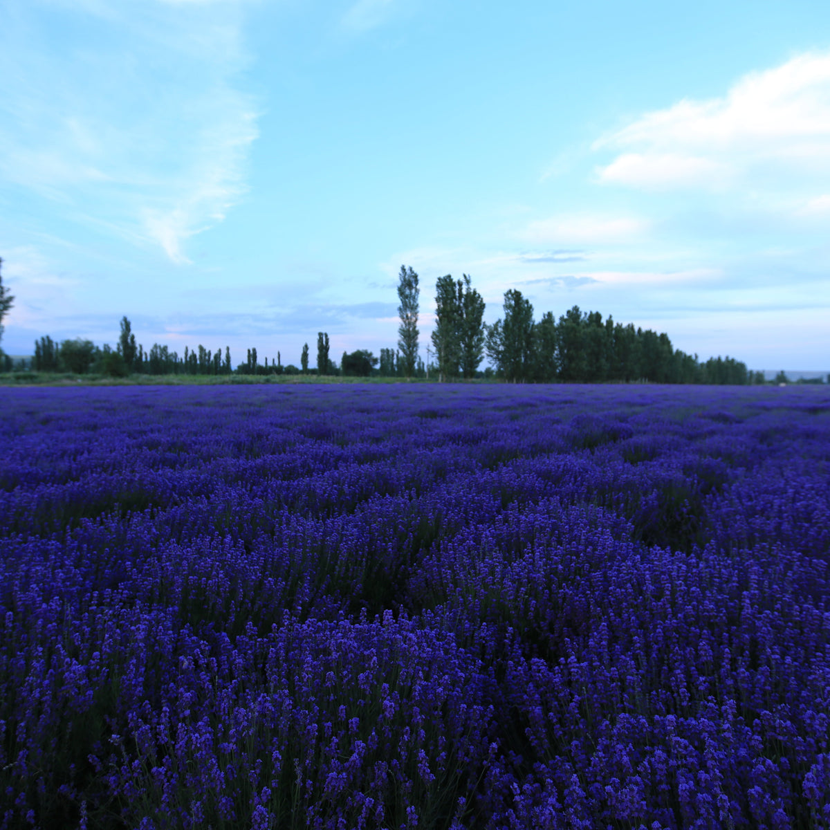 Aceite esencial de lavanda 100% natural SUMAZEN