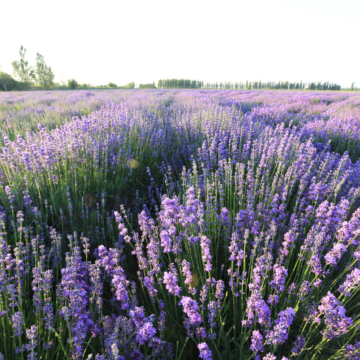 Aceite esencial de lavanda 100% natural SUMAZEN