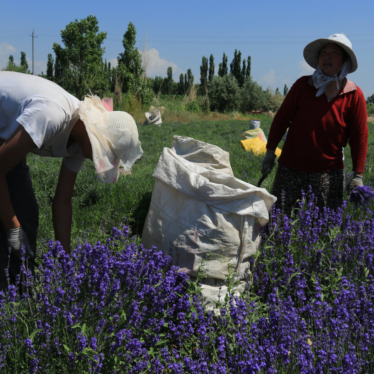 Aceite esencial de lavanda 100% natural SUMAZEN