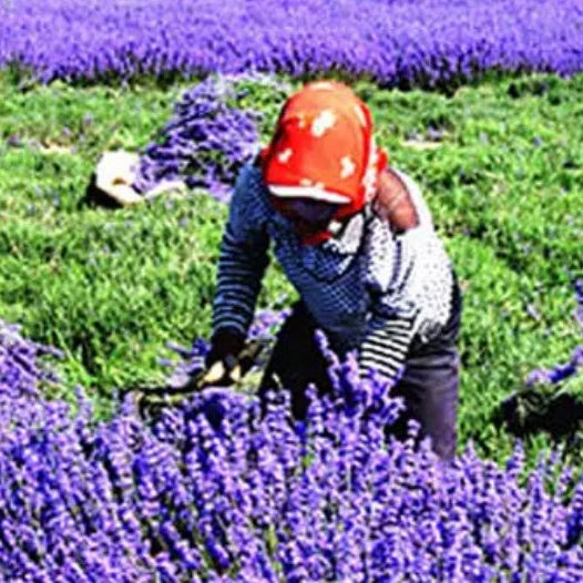 Aceite esencial de lavanda 100% natural SUMAZEN