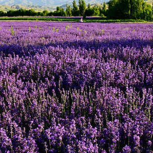 Aceite esencial de lavanda 100% natural SUMAZEN