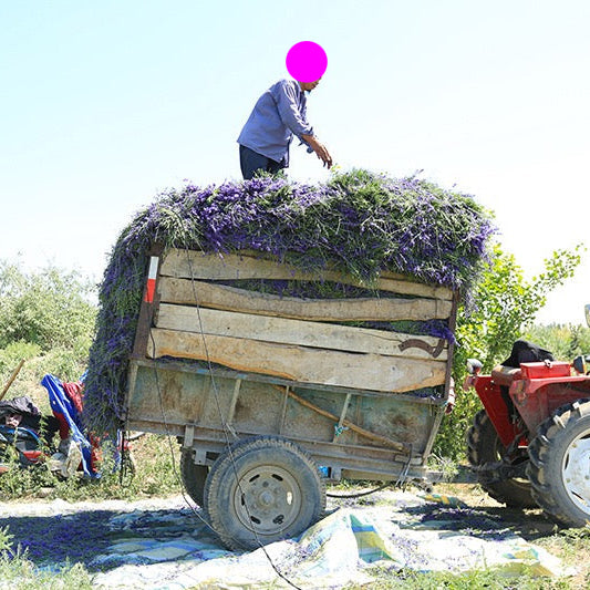 Aceite esencial de lavanda 100% natural SUMAZEN