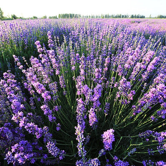 Aceite esencial de lavanda 100% natural SUMAZEN